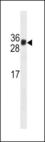 Anti-HKLK3 (C234) Antibody