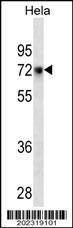 Anti-CD55 Antibody