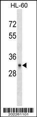 Anti-CD40 (C-term) (Ascites) Antibody