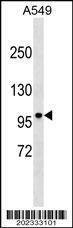 Anti-DISC1 (C-term) (Ascites) Antibody
