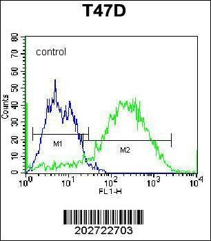 Anti-CD138 (C-term) (Ascites) Antibody
