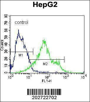 Anti-CD138 (C-term) (Ascites) Antibody