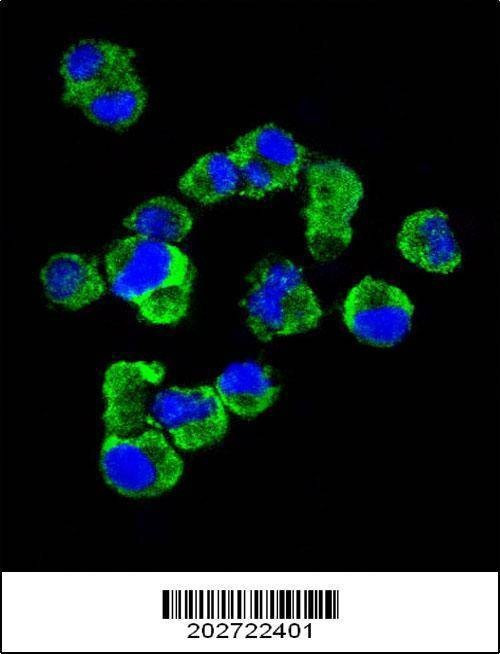 Anti-CD138 (C-term) (Ascites) Antibody