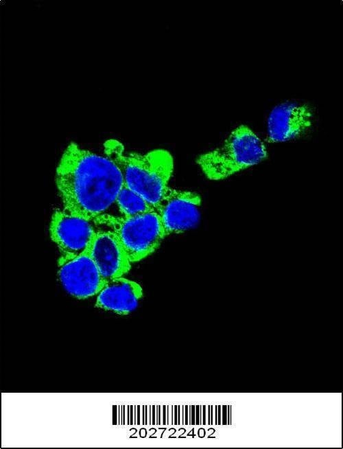 Anti-CD138 (C-term) (Ascites) Antibody