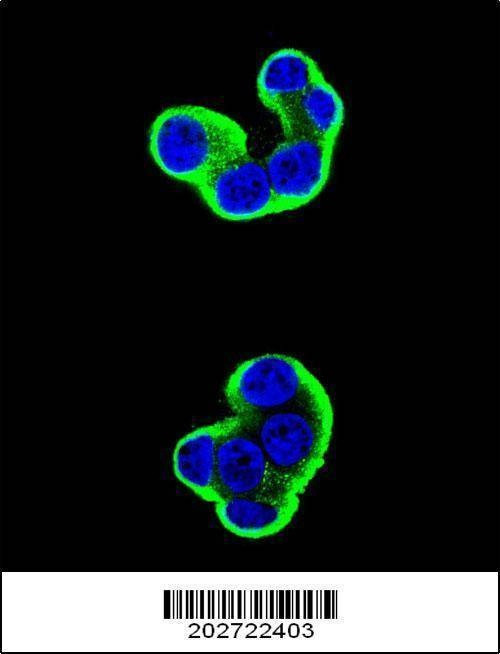 Anti-CD138 (C-term) (Ascites) Antibody