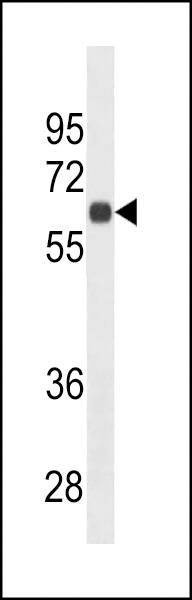 Anti-CD138 (C-term) (Ascites) Antibody
