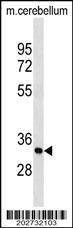 Anti-Rat PIp1 (Center) Antibody