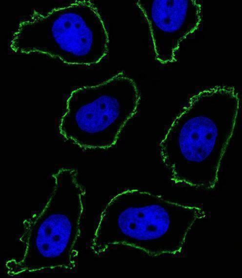 Anti-CD33 Antibody