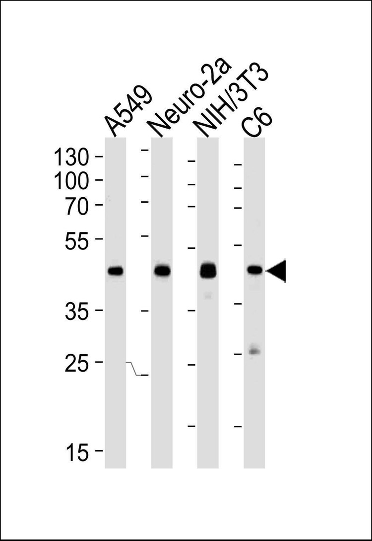 Anti-CREB1 Antibody
