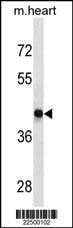 Anti-DRD4 (Center) Antibody