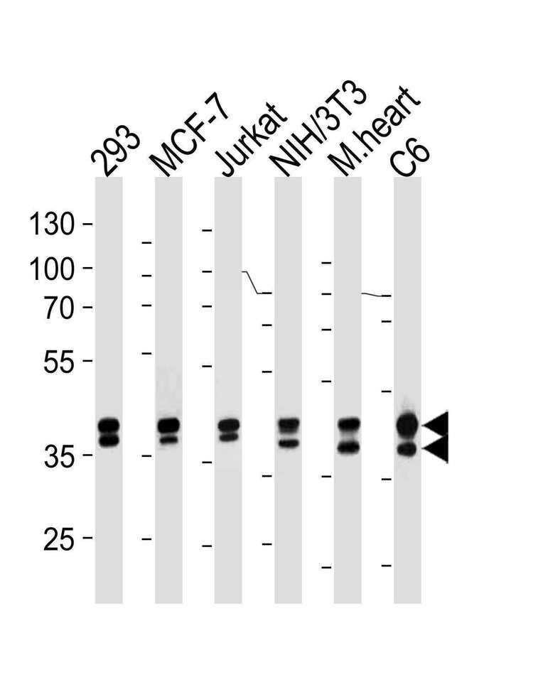 Anti-Erk1/2 Antibody