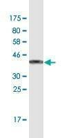 Anti-ANKRD37 Antibody