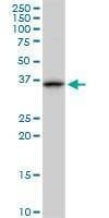 Anti-ANXA1 Antibody