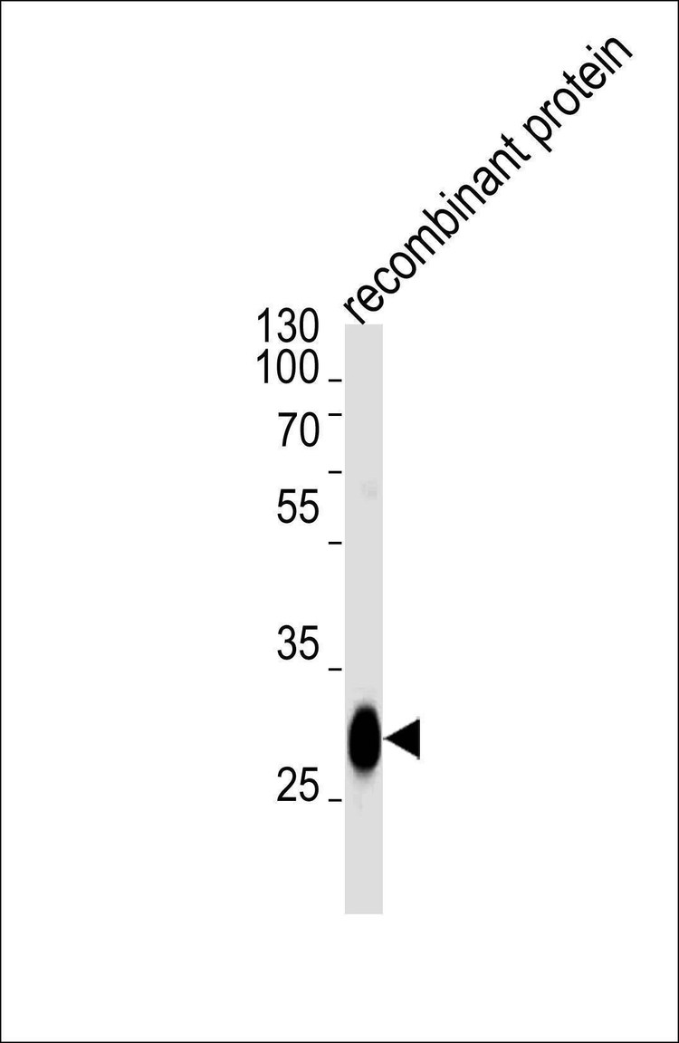 Anti-BCL2L1 Antibody