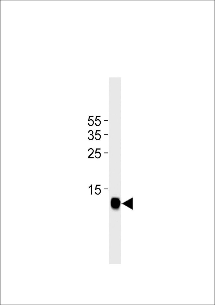 Anti-Mouse FAPB3 (Ascites) Antibody