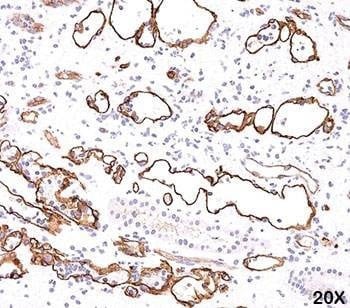 Anti-C4d Antibody Complement 4d, Sodium Azide Free
