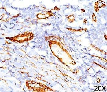 Anti-Monkey CD34 Antibody