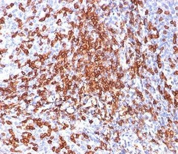Anti-Monkey HCAM Antibody CD44, Sodium Azide Free