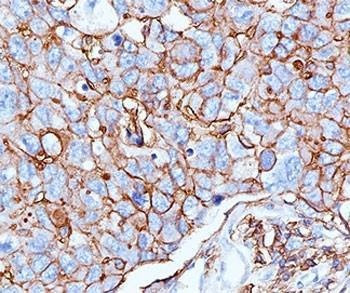 Anti-Monkey HCAM Antibody CD44, Sodium Azide Free
