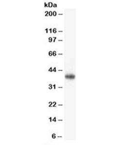 Anti-CD47 Antibody, Sodium Azide Free