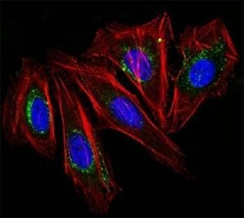 Anti-CD63 Antibody, Sodium Azide Free