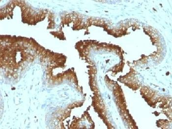 Anti-CD63 Antibody, Sodium Azide Free