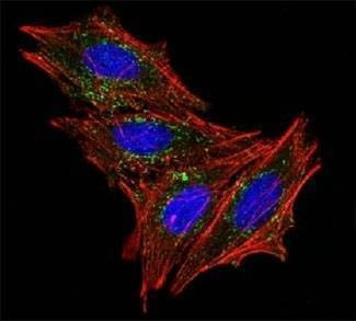 Anti-CD63 Antibody, Sodium Azide Free