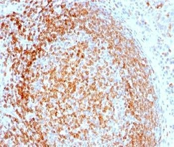 Anti-CD74 Antibody, Sodium Azide Free