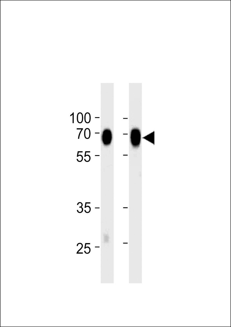 Anti-CD73 (NT5E) (C-term) (Ascites) Antibody