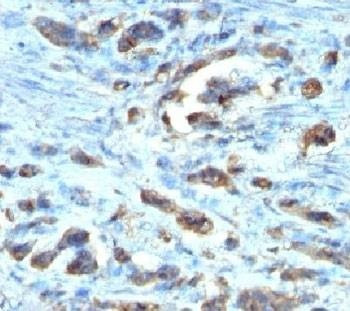 Anti-Cdc20 Antibody, Sodium Azide Free