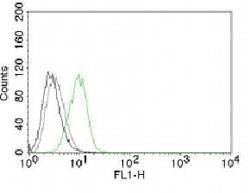 Anti-p27Kip1 Antibody