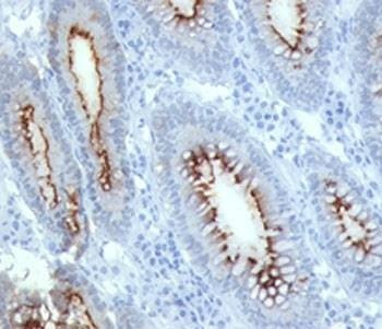 Anti-CEA Antibody, Sodium Azide Free