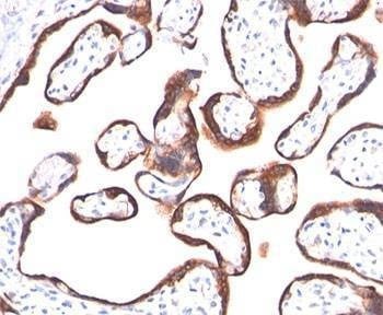 Anti-HCG-alpha Antibody, Sodium Azide Free