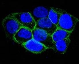 Anti-EGFR Antibody, Sodium Azide Free