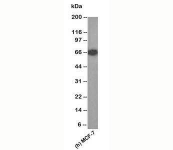 Anti-Estrogen Receptor Antibody, Sodium Azide Free