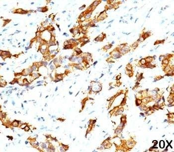 Anti-HSP27 Antibody, Sodium Azide Free