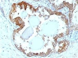Anti-HSP27 Antibody, Sodium Azide Free