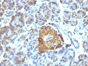 Anti-HSP60 Antibody, Sodium Azide Free