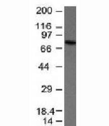 Anti-IgM Antibody, Sodium Azide Free