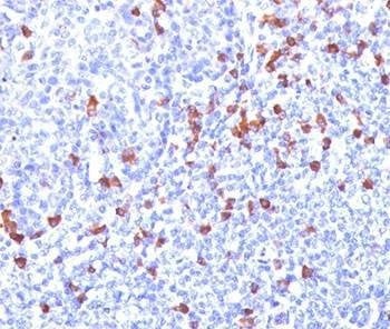 Anti-Kappa Light Chain Antibody, Sodium Azide Free