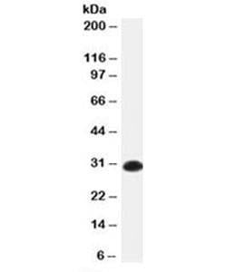 Anti-Kappa Light Chain Antibody, Sodium Azide Free