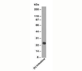 Anti-Lambda Light Chain Antibody Cocktail, Sodium Azide Free