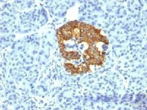 Anti-Insulin Antibody, Sodium Azide Free