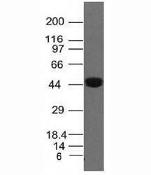Anti-Cytokeratin 8 Antibody, Sodium Azide Free
