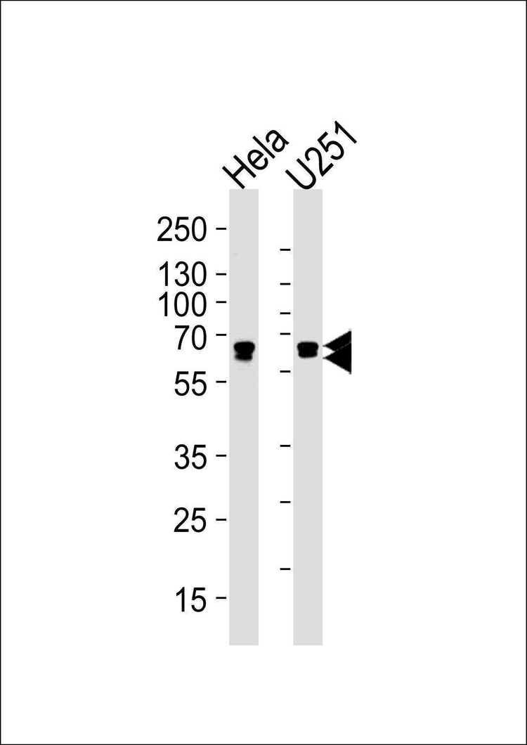 Anti-FUBP3 (N-term) Antibody