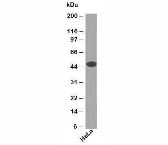Anti-Cytokeratin 18 Antibody, Sodium Azide Free