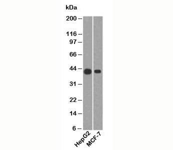 Anti-Cytokeratin 19 Antibody