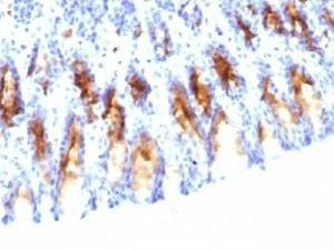 Anti-MUC5AC Antibody Mucin-5AC