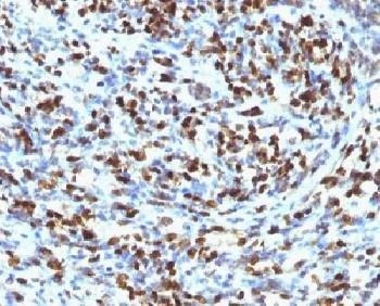 Anti-Myogenin Antibody, Sodium Azide Free