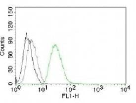 Anti-ODC-1 Antibody